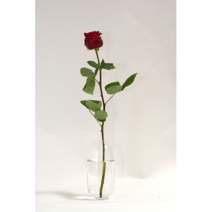 Lange roos afbeelding