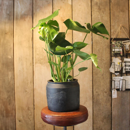 Kamerplant afbeelding