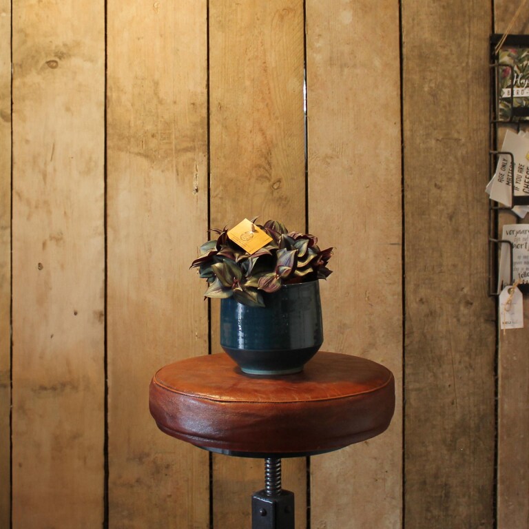 plant met pot extra klein