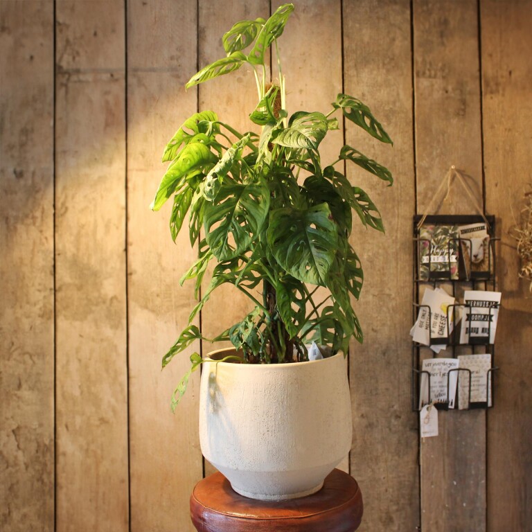 plant met pot groot