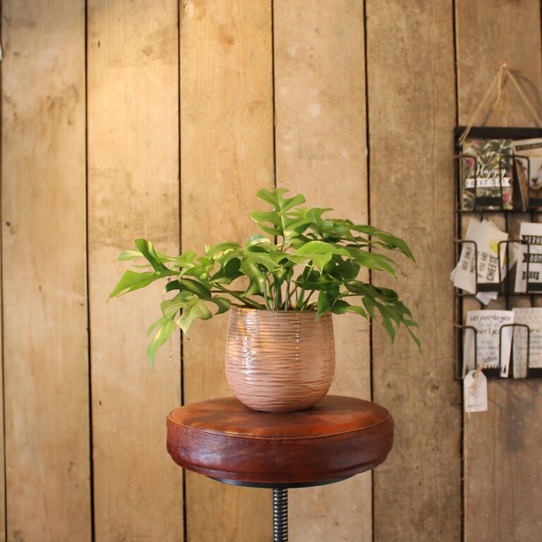 plant met pot klein